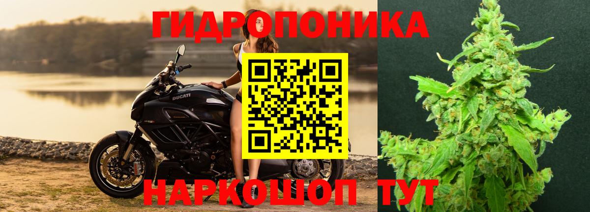 Бошки марихуана OG Kush Гай